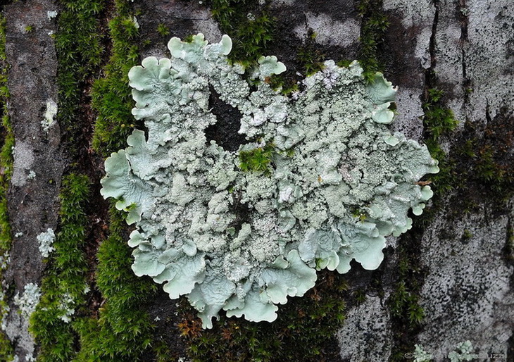 Parmelia caperata (L.) Ach.